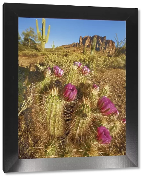 Echinocereus cactus in bloom - USA, Arizona, Maricopa, Phoenix