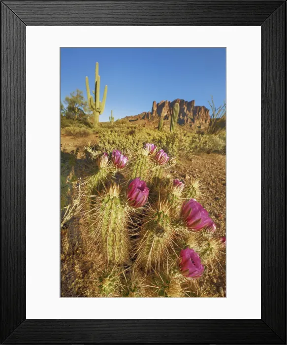 Framed Print : Echinocereus cactus in bloom - USA, Arizona, Maricopa, Phoenix Framed Print : Echinocereus cactus in bloom - USA, Arizona, Maricopa, Phoenix