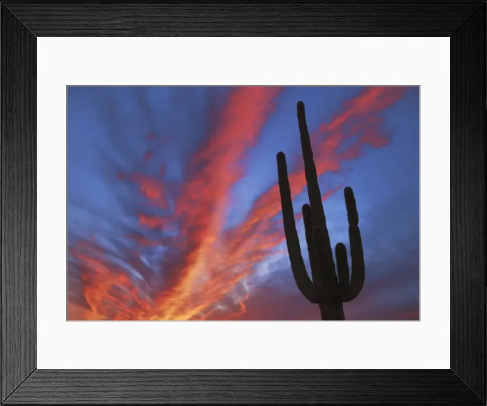 Framed Print : Saguaro - USA, Arizona, Pima, Organpipe Cactus National Monument - Sonora Desert Framed Print : Saguaro - USA, Arizona, Pima, Organpipe Cactus National Monument - Sonora Desert