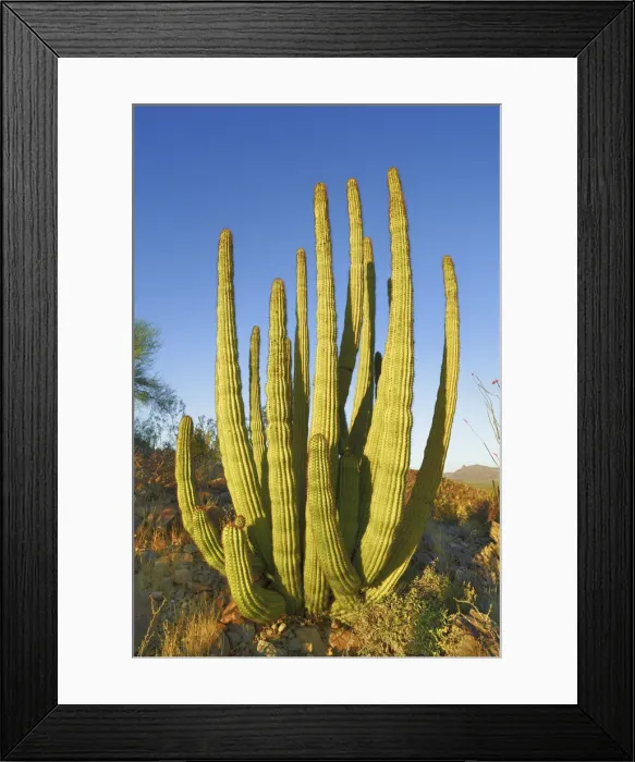 Framed Print : Organ pipe cactus - USA, Arizona, Pima, Organpipe Cactus National Monument - Sonora Framed Print : Organ pipe cactus - USA, Arizona, Pima, Organpipe Cactus National Monument - Sonora
