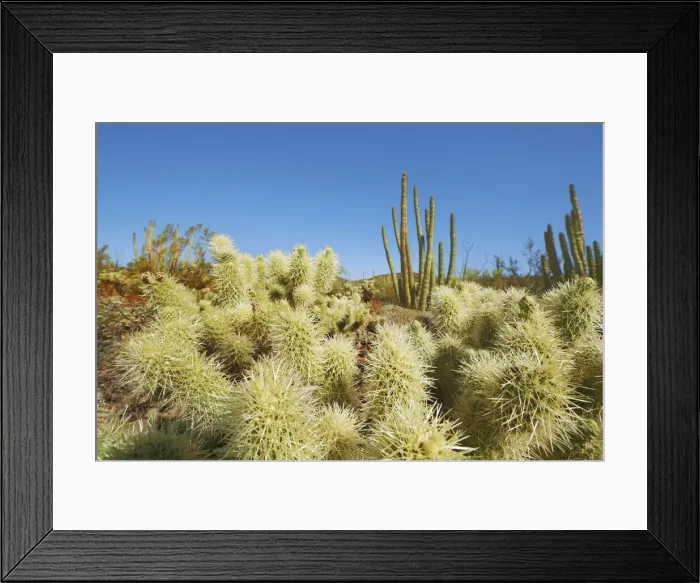 Framed Print : Cholla cactus and organ pipe cactus - USA, Arizona, Pima Framed Print : Cholla cactus and organ pipe cactus - USA, Arizona, Pima