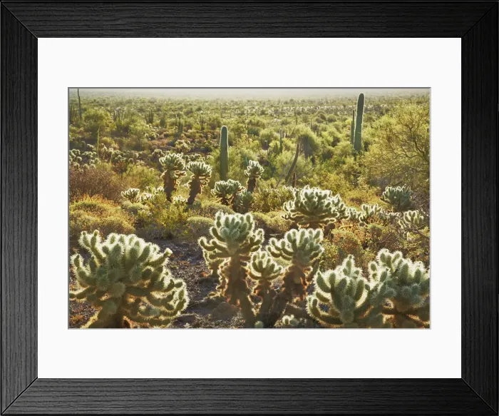 Framed Print : Cactus dryland with chollas - USA, Arizona, Pima, Organpipe Cactus National Monument Framed Print : Cactus dryland with chollas - USA, Arizona, Pima, Organpipe Cactus National Monument