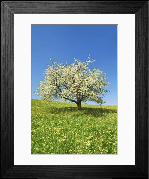 Framed Print : Cherry in bloom - Switzerland, Aargau, Brugg, Effingen Framed Print : Cherry in bloom - Switzerland, Aargau, Brugg, Effingen