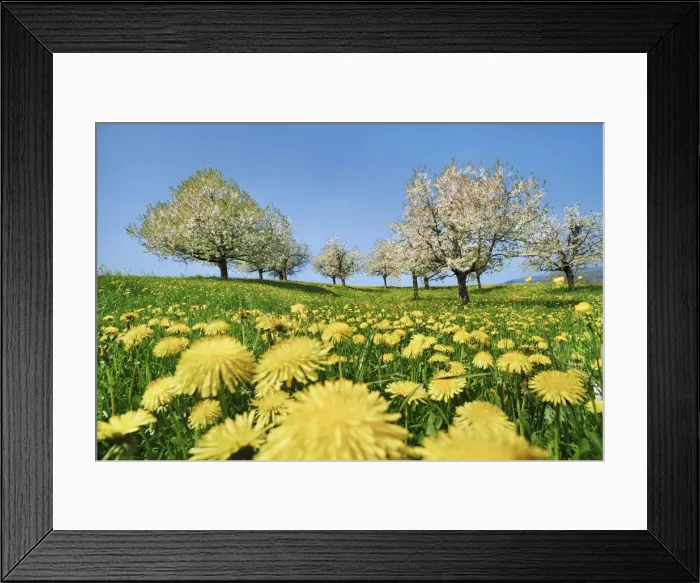 Framed Print : Cherry plantation in bloom with dandelion - Switzerland, Aargau, Brugg, Zeihen
