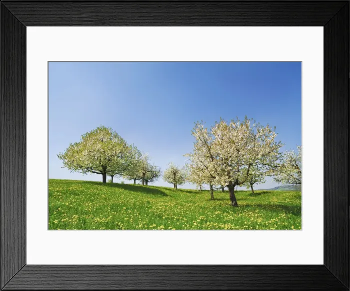 Framed Print : Cherry plantation in bloom - Switzerland, Aargau, Brugg, Zeihen Framed Print : Cherry plantation in bloom - Switzerland, Aargau, Brugg, Zeihen