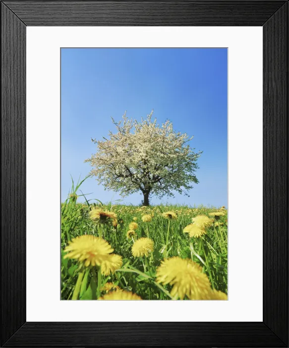 Framed Print : Cherry in bloom with dandelion - Switzerland, Aargau, Brugg, Zeihen Framed Print : Cherry in bloom with dandelion - Switzerland, Aargau, Brugg, Zeihen