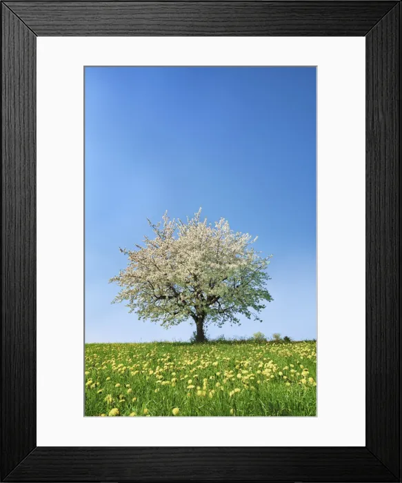 Framed Print : Cherry in bloom - Switzerland, Aargau, Brugg, Zeihen Framed Print : Cherry in bloom - Switzerland, Aargau, Brugg, Zeihen