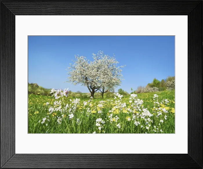 Framed Print : Cherry in bloom - Switzerland, Aargau, Aarau, Oberhof Framed Print : Cherry in bloom - Switzerland, Aargau, Aarau, Oberhof