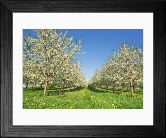 Framed Print : Cherry plantation in bloom - Switzerland, Aargau, Aarau, Oberhof Framed Print : Cherry plantation in bloom - Switzerland, Aargau, Aarau, Oberhof