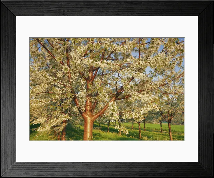Framed Print : Cherry plantation in bloom - Switzerland, Aargau, Aarau, Oberhof Framed Print : Cherry plantation in bloom - Switzerland, Aargau, Aarau, Oberhof