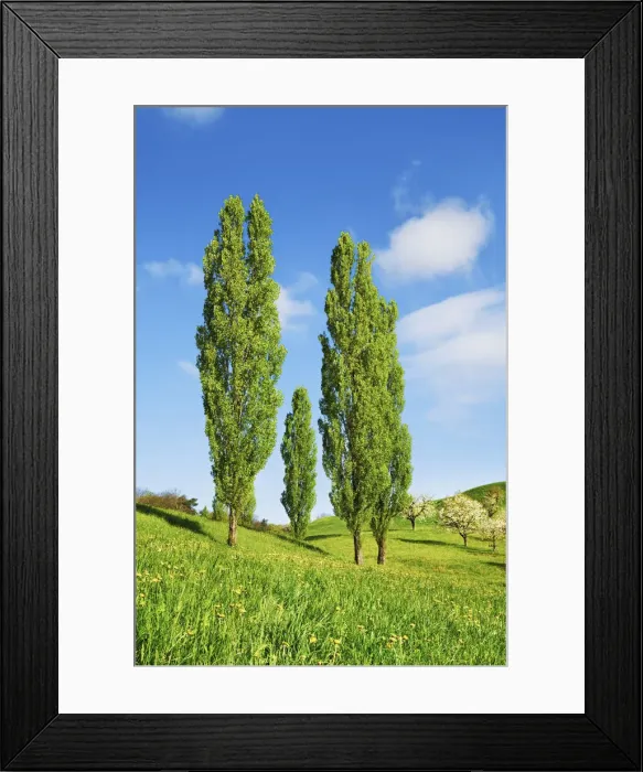 Framed Print : Poplar row - Switzerland, Basel-Landschaft, Sissach, Hemmiken - Alps, Swiss Jura Framed Print : Poplar row - Switzerland, Basel-Landschaft, Sissach, Hemmiken - Alps, Swiss Jura