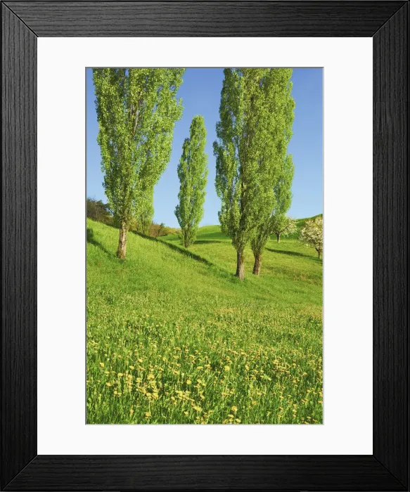 Framed Print : Poplar row - Switzerland, Basel-Landschaft, Sissach, Hemmiken - Alps, Swiss Jura (DM) Framed Print : Poplar row - Switzerland, Basel-Landschaft, Sissach, Hemmiken - Alps, Swiss Jura (DM)