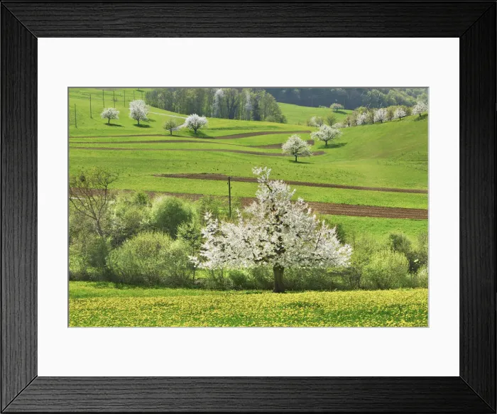 Framed Print : Cherry plantation in bloom - Switzerland, Basel-Landschaft, Sissach, Buus - Alps Framed Print : Cherry plantation in bloom - Switzerland, Basel-Landschaft, Sissach, Buus - Alps