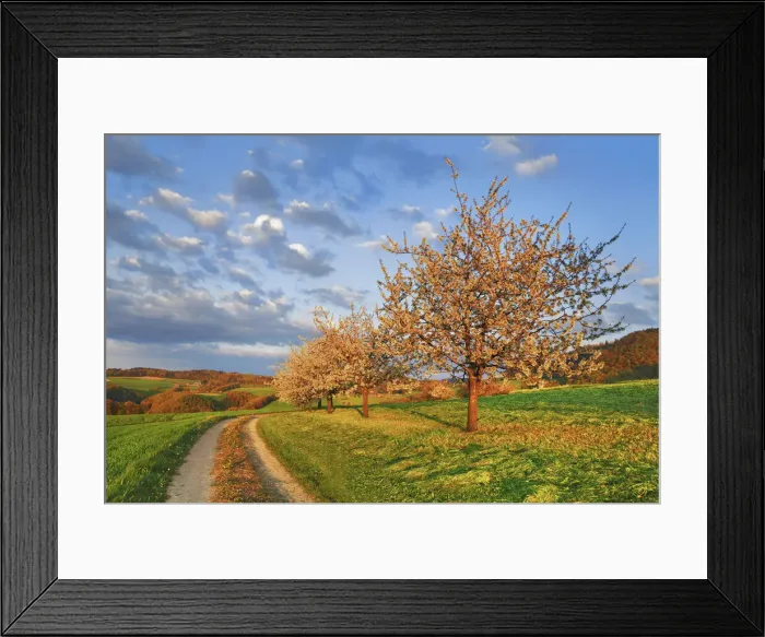 Framed Print : Cherry plantation in bloom and field path - Switzerland, Basel-Landschaft, Sissach Framed Print : Cherry plantation in bloom and field path - Switzerland, Basel-Landschaft, Sissach