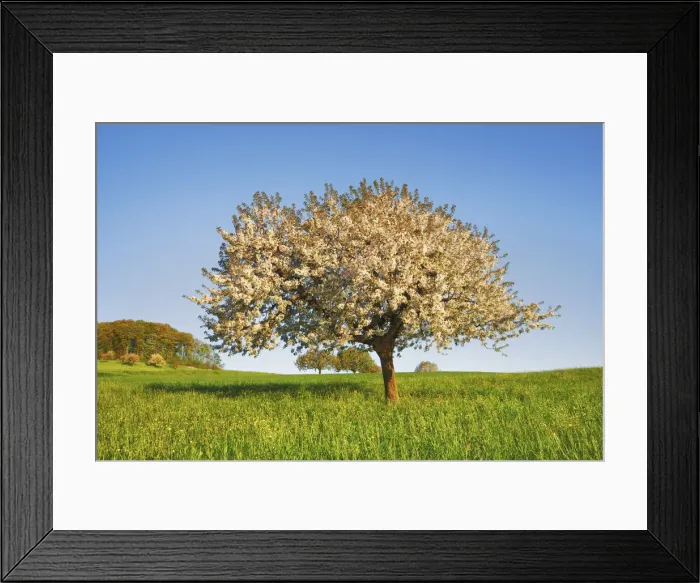 Framed Print : Cherry plantation in bloom - Switzerland, Basel-Landschaft, Sissach, Wintersingen - Alps Framed Print : Cherry plantation in bloom - Switzerland, Basel-Landschaft, Sissach, Wintersingen - Alps