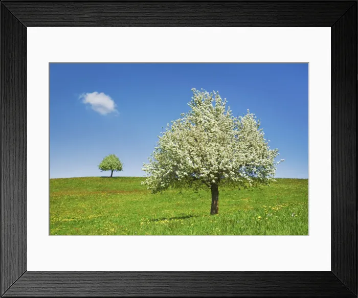Framed Print : Fruit tree in bloom - Switzerland, Zug, Zuger See, Menzingen - Neuheim Framed Print : Fruit tree in bloom - Switzerland, Zug, Zuger See, Menzingen - Neuheim