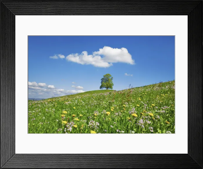 Framed Print : Lime tree in dandelion meadow - Switzerland, Zug, Zuger See, Menzingen - Neuheim Framed Print : Lime tree in dandelion meadow - Switzerland, Zug, Zuger See, Menzingen - Neuheim