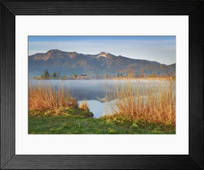 Framed Print : Moor lake and reed - Germany, Bavaria, Upper Bavaria, Bad Tolz-Wolfratshausen, Kochel Framed Print : Moor lake and reed - Germany, Bavaria, Upper Bavaria, Bad Tolz-Wolfratshausen, Kochel