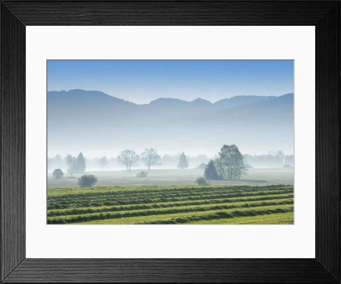 Framed Print : Moorland with mown grass - Germany, Bavaria, Upper Bavaria, Bad Tolz-Wolfratshausen Framed Print : Moorland with mown grass - Germany, Bavaria, Upper Bavaria, Bad Tolz-Wolfratshausen
