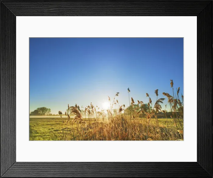 Framed Print : Moorland with reed - Germany, Bavaria, Upper Bavaria, Dachau, Markt Indersdorf, Asbach Framed Print : Moorland with reed - Germany, Bavaria, Upper Bavaria, Dachau, Markt Indersdorf, Asbach