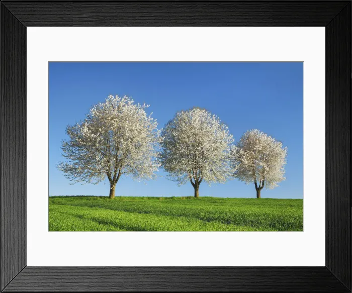 Framed Print : Cherry in bloom - Germany, Bavaria, Upper Bavaria, Dachau, Markt Indersdorf, Weichs Framed Print : Cherry in bloom - Germany, Bavaria, Upper Bavaria, Dachau, Markt Indersdorf, Weichs