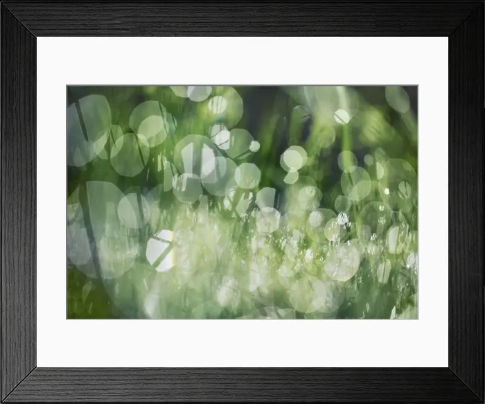 Framed Print : Grass and dew - Germany, Bavaria, Upper Bavaria, Bad Tolz-Wolfratshausen, Kochel - Alps, Lake Kochel Framed Print : Grass and dew - Germany, Bavaria, Upper Bavaria, Bad Tolz-Wolfratshausen, Kochel - Alps, Lake Kochel