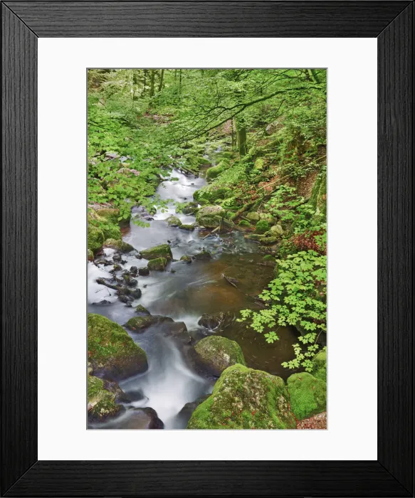 Framed Print : Mountain brook in beech forest - Switzerland, Bern, Bieler See, Twann Framed Print : Mountain brook in beech forest - Switzerland, Bern, Bieler See, Twann