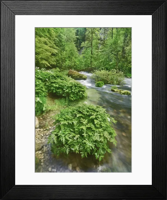 Framed Print : Brook in beech forest - France, Bourgogne-Franche-Comte, Jura, Saint-Claude, Saint-Claude Framed Print : Brook in beech forest - France, Bourgogne-Franche-Comte, Jura, Saint-Claude, Saint-Claude