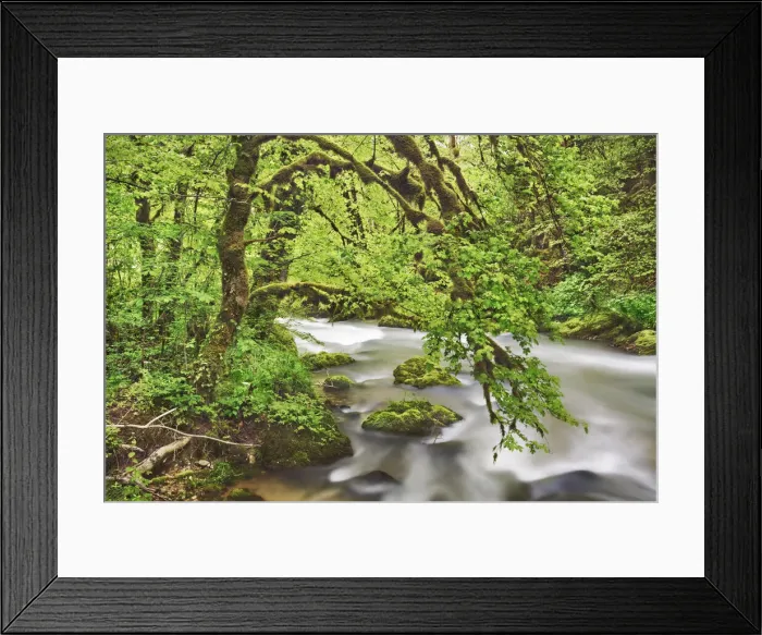 Framed Print : Brook in moss covered beech forest - France, Bourgogne-Franche-Comte, Doubs, Pontarlier Framed Print : Brook in moss covered beech forest - France, Bourgogne-Franche-Comte, Doubs, Pontarlier