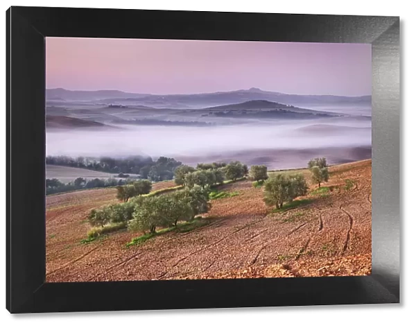 Agricultural landscape with olive grove - Italy, Tuscany, Siena, Val d Orcia