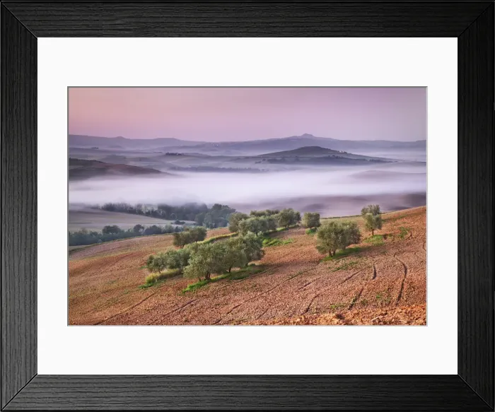 Framed Print : Agricultural landscape with olive grove - Italy, Tuscany, Siena, Val d Orcia Framed Print : Agricultural landscape with olive grove - Italy, Tuscany, Siena, Val d Orcia