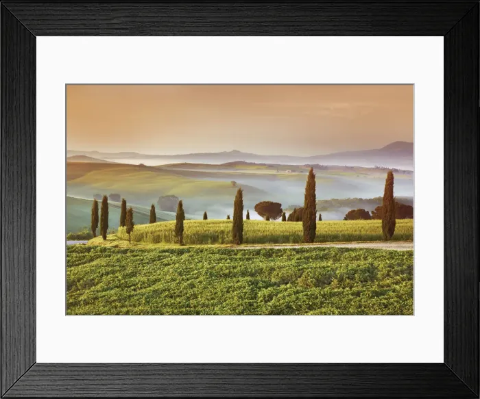 Framed Print : Mediterranean cypress alley - Italy, Tuscany, Siena, Val d Orcia Framed Print : Mediterranean cypress alley - Italy, Tuscany, Siena, Val d Orcia