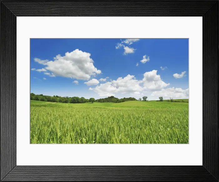 Framed Print : Wheat field and cumulonimbus clouds - Italy, Tuscany, Siena, Val d Orcia Framed Print : Wheat field and cumulonimbus clouds - Italy, Tuscany, Siena, Val d Orcia