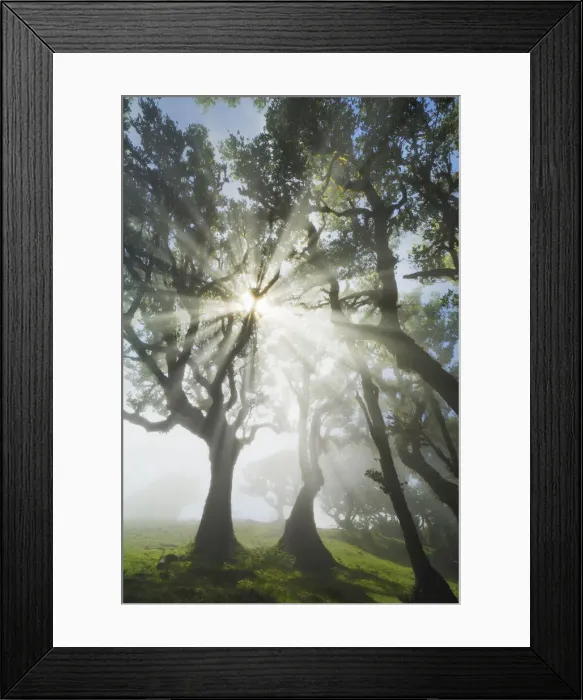 Framed Print : Laurel forest Laurisilva in fog - Portugal, Madeira, Porto Moniz, Fanal - Laurisilva Framed Print : Laurel forest Laurisilva in fog - Portugal, Madeira, Porto Moniz, Fanal - Laurisilva