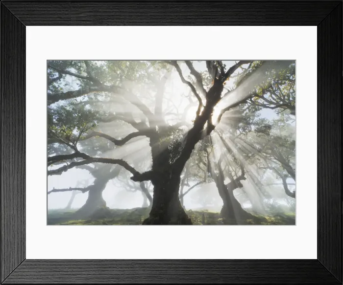 Framed Print : Laurel forest Laurisilva in fog - Portugal, Madeira, Porto Moniz, Fanal - Laurisilva