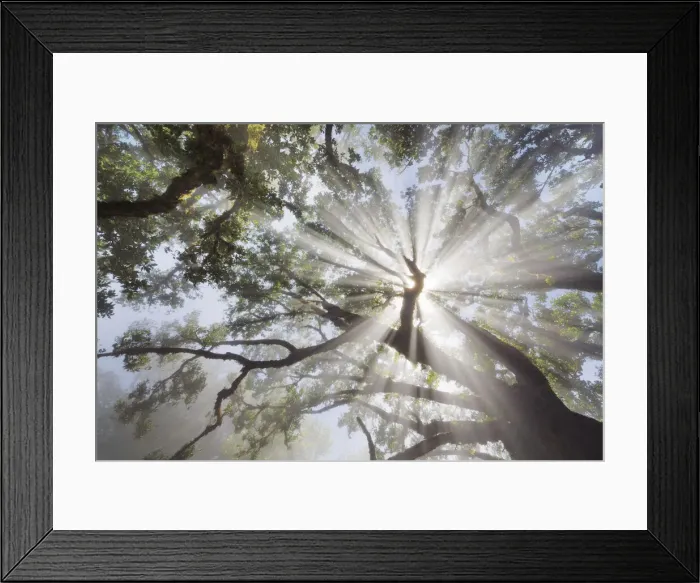 Framed Print : Laurel forest Laurisilva in fog - Portugal, Madeira, Porto Moniz, Fanal - Laurisilva