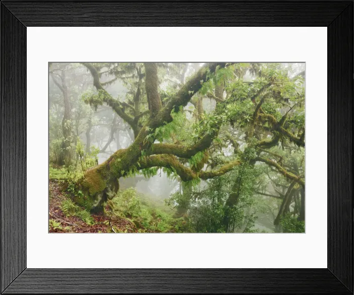 Framed Print : Laurel forest Laurisilva in fog - Portugal, Madeira, Porto Moniz, Fanal - Laurisilva Framed Print : Laurel forest Laurisilva in fog - Portugal, Madeira, Porto Moniz, Fanal - Laurisilva