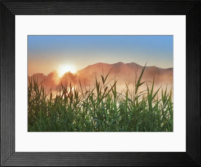 Framed Print : Moor lake with reeds in fog - Germany, Bavaria, Upper Bavaria, Bad Tolz-Wolfratshausen, Benediktbeuern (DM) Framed Print : Moor lake with reeds in fog - Germany, Bavaria, Upper Bavaria, Bad Tolz-Wolfratshausen, Benediktbeuern (DM)
