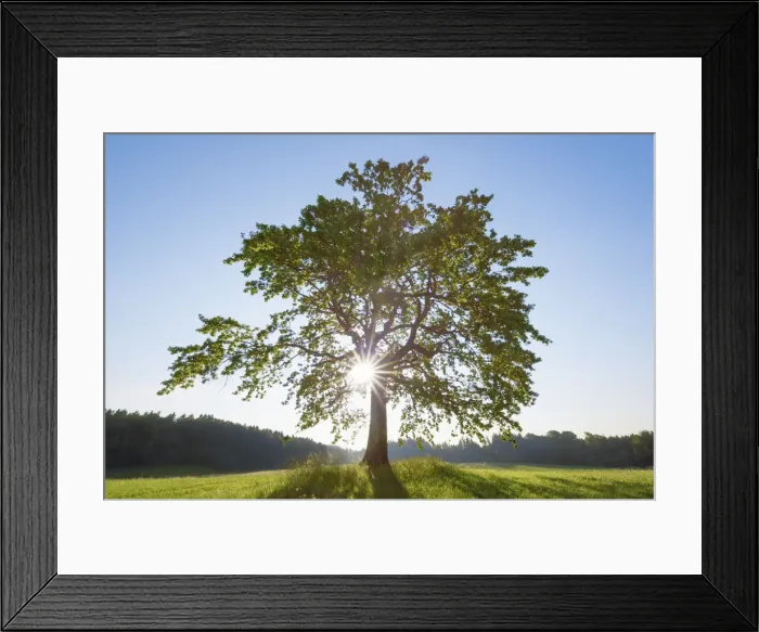 Framed Print : Oak - Germany, Bavaria, Upper Bavaria, Bad Tolz-Wolfratshausen, Munsing - Funfseenland