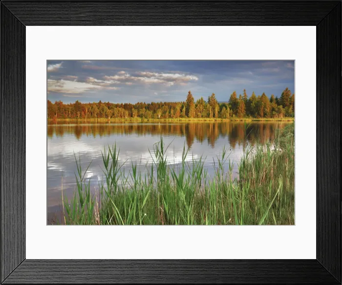 Framed Print : Moor lake - Germany, Bavaria, Upper Bavaria, Bad Tolz-Wolfratshausen, Kirchsee Framed Print : Moor lake - Germany, Bavaria, Upper Bavaria, Bad Tolz-Wolfratshausen, Kirchsee