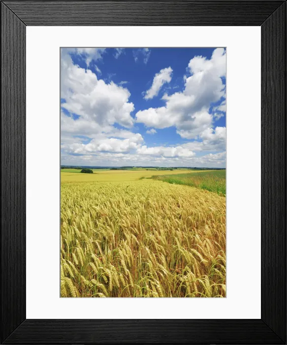 Framed Print : Barley field and cumulonimbus clouds - Germany, Bavaria, Upper Bavaria, Freising Framed Print : Barley field and cumulonimbus clouds - Germany, Bavaria, Upper Bavaria, Freising