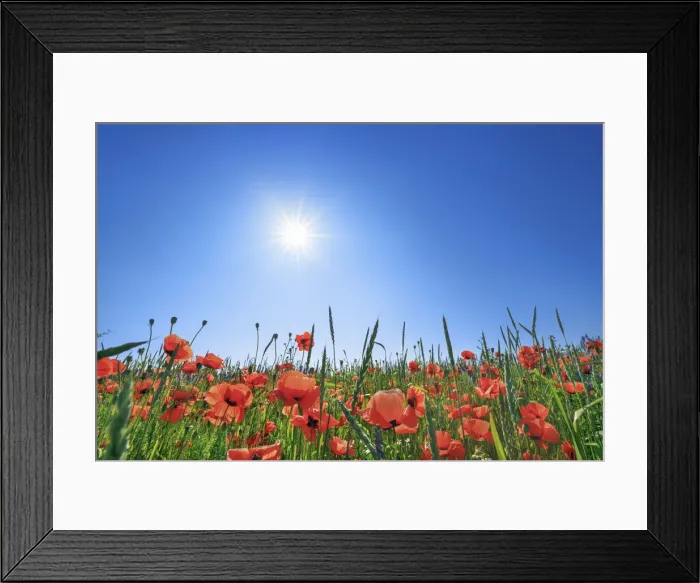 Framed Print : Corn poppy in corn field - Germany, Bavaria, Upper Bavaria, Munich, Taufkirchen Framed Print : Corn poppy in corn field - Germany, Bavaria, Upper Bavaria, Munich, Taufkirchen