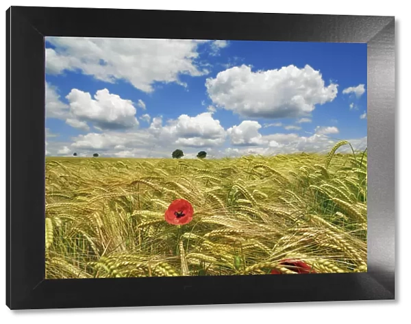 Barley field with poppy and cumulonimbus clouds - Germany, Bavaria, Upper Bavaria