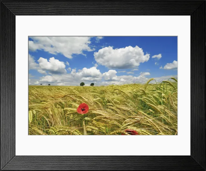 Framed Print : Barley field with poppy and cumulonimbus clouds - Germany, Bavaria, Upper Bavaria