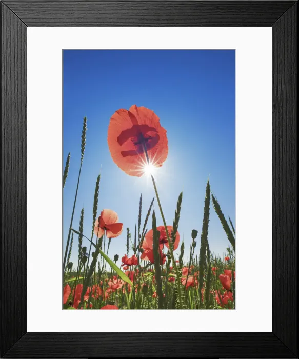 Framed Print : Corn poppy in corn field - Germany, Bavaria, Upper Bavaria, Munich, Taufkirchen Framed Print : Corn poppy in corn field - Germany, Bavaria, Upper Bavaria, Munich, Taufkirchen