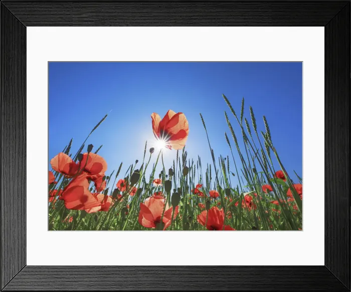 Framed Print : Corn poppy in corn field - Germany, Bavaria, Upper Bavaria, Munich, Taufkirchen Framed Print : Corn poppy in corn field - Germany, Bavaria, Upper Bavaria, Munich, Taufkirchen