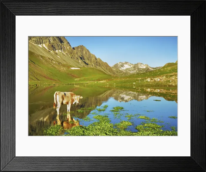 Framed Print : Mountain impression mirroring Albula Alps and cow in Albulasee - Switzerland, Graubunden