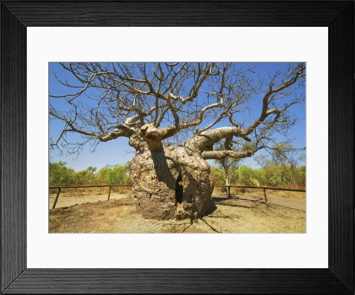 Framed Print : Baobab Prison Tree near Derby - Australia, Western Australia, Kimberley, Derby Framed Print : Baobab Prison Tree near Derby - Australia, Western Australia, Kimberley, Derby