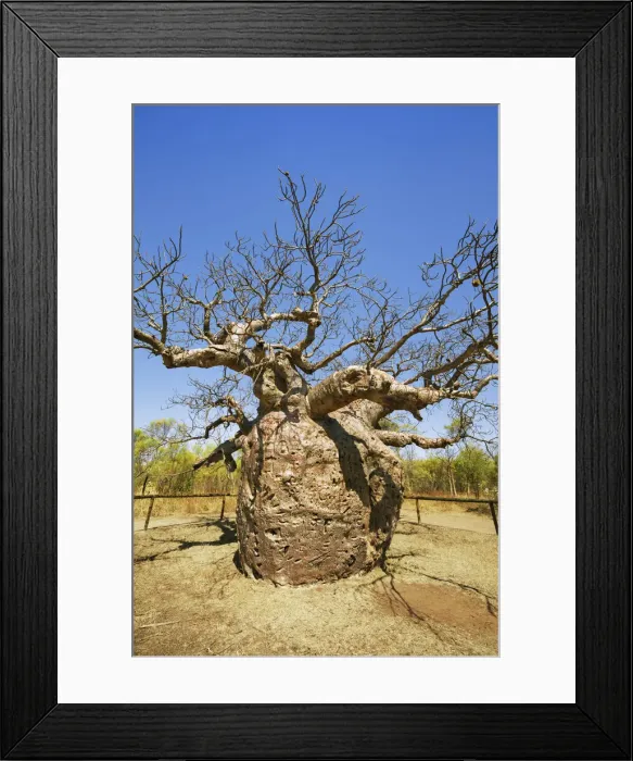 Framed Print : Baobab Prison Tree near Derby - Australia, Western Australia, Kimberley, Derby Framed Print : Baobab Prison Tree near Derby - Australia, Western Australia, Kimberley, Derby