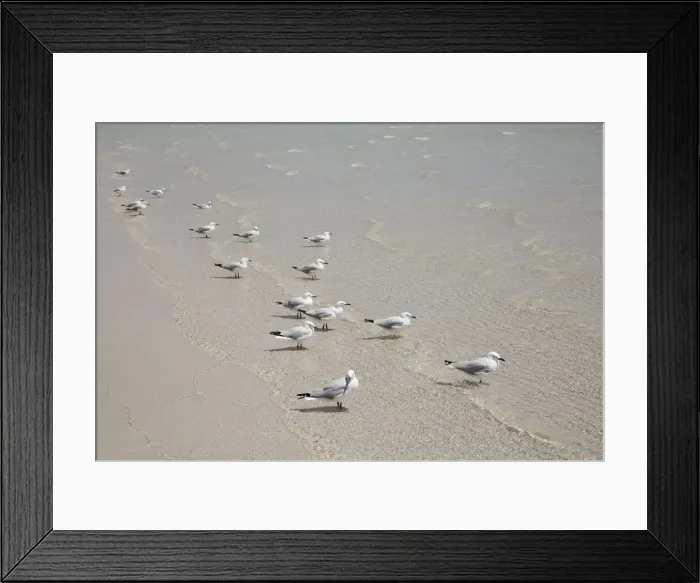 Framed Print : Gull at beach - Australia, Western Australia, Gascoyne, Cape Range Framed Print : Gull at beach - Australia, Western Australia, Gascoyne, Cape Range